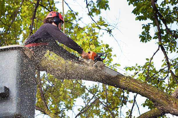 Best Dead Tree Removal  in USA